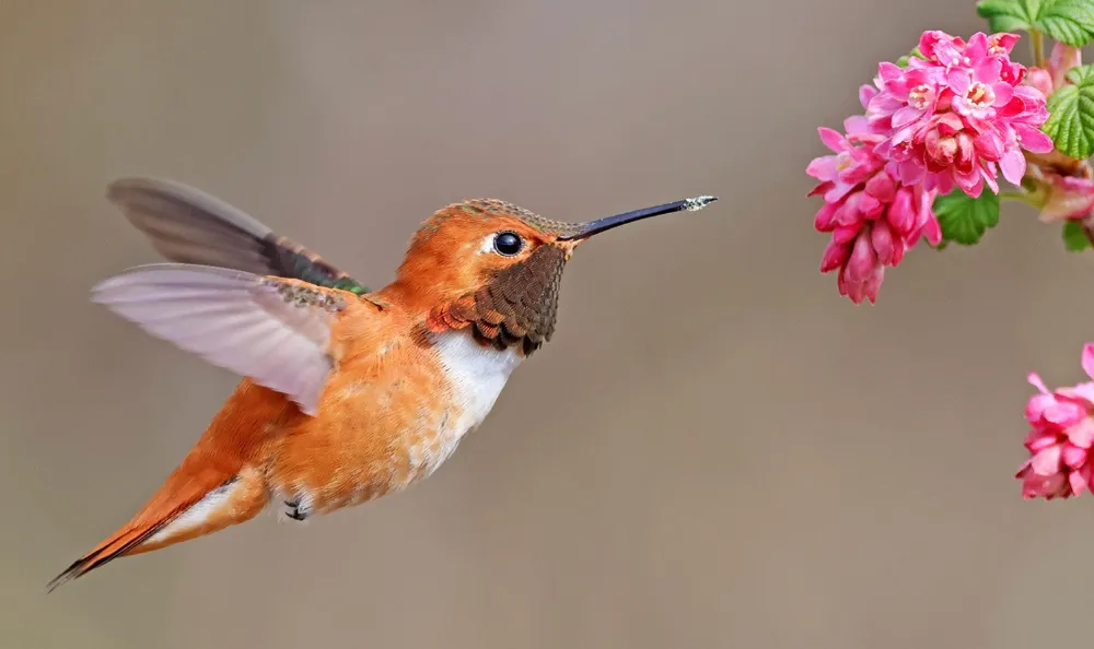 Hummingbird Feed