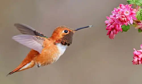 Hummingbird Feed